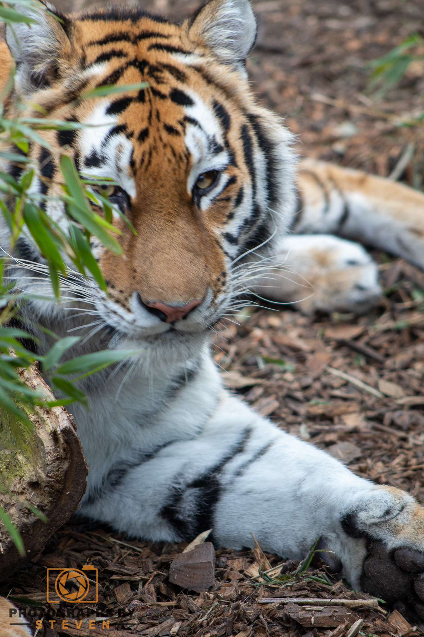 Amur TIger