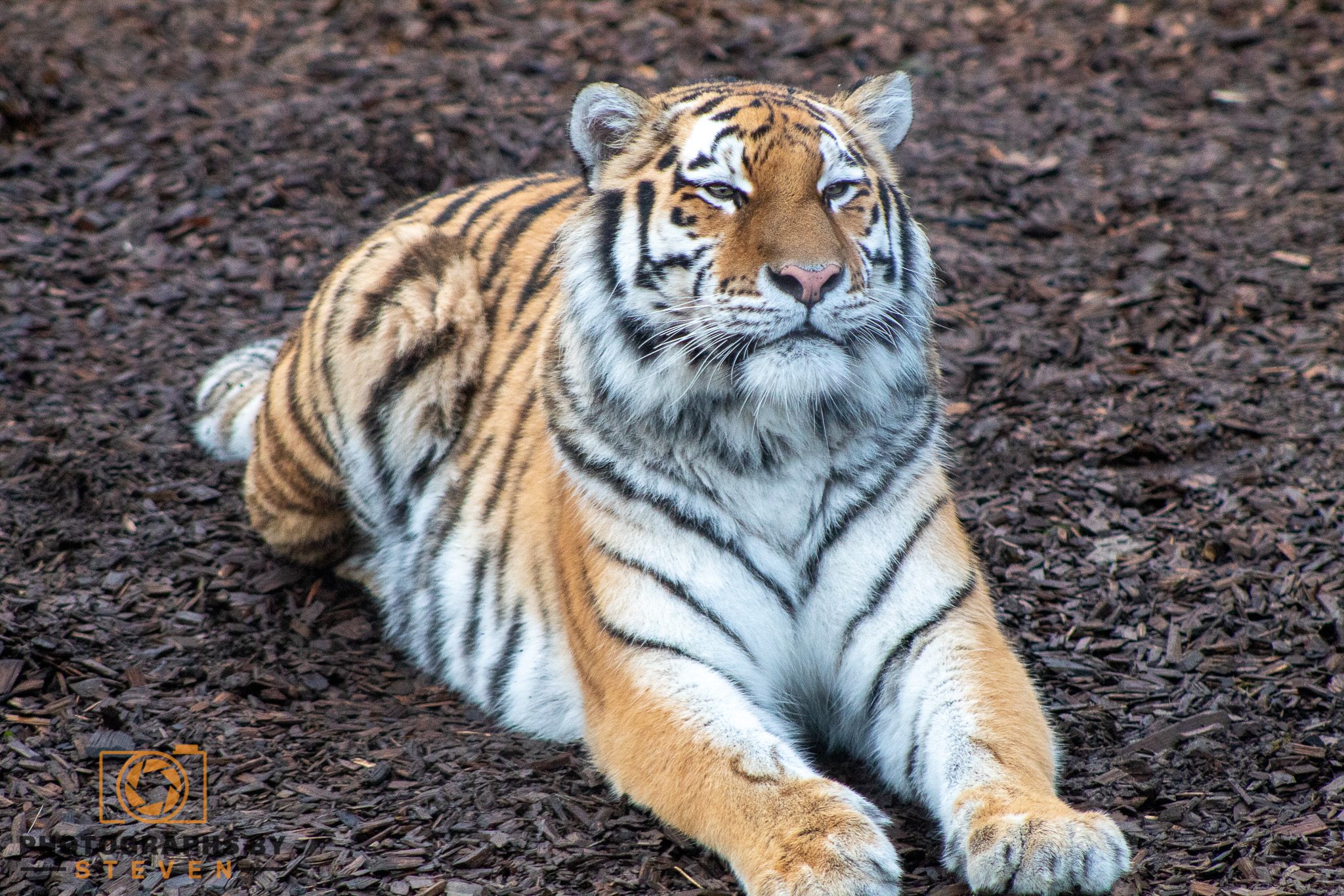 tiger animal mammal wildlife 